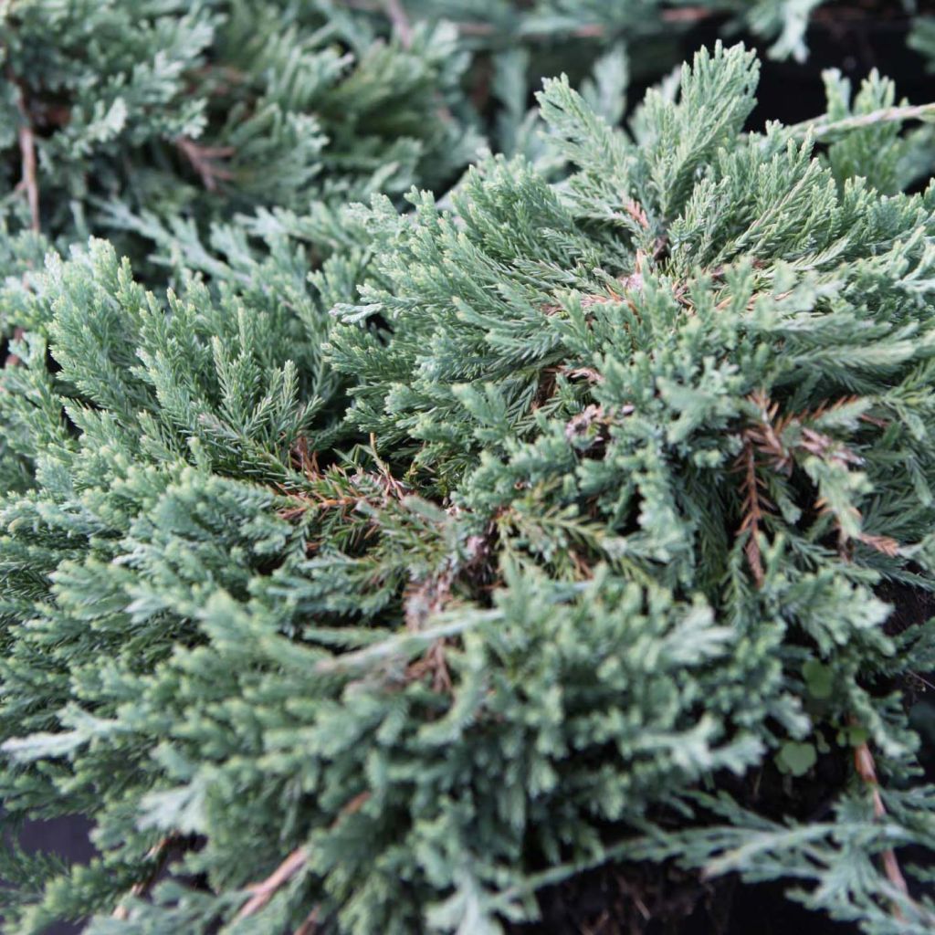 Juniperus horizontalis Wiltonii - Ginepro strisciante