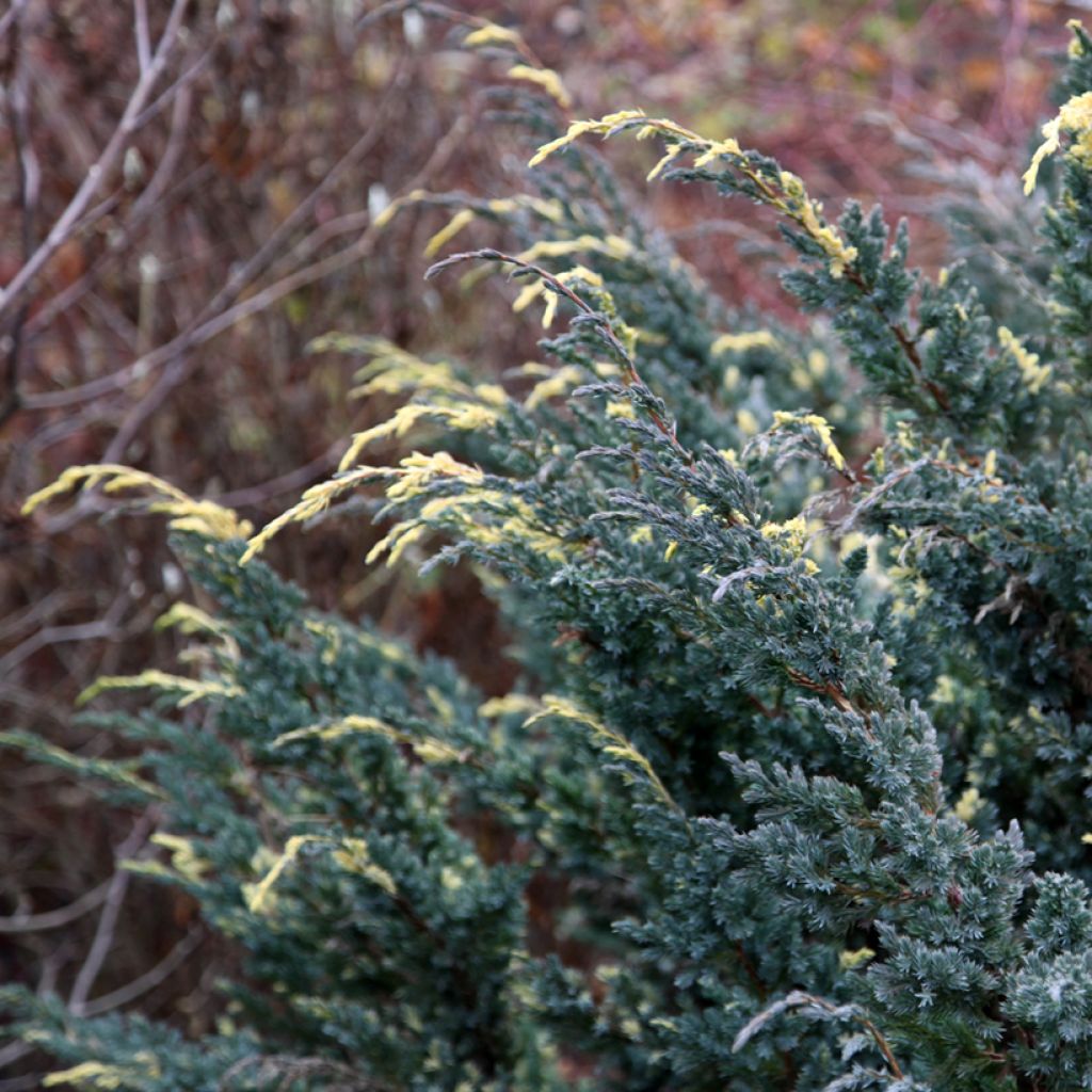 Juniperus squamata Golden Flame - Ginepro