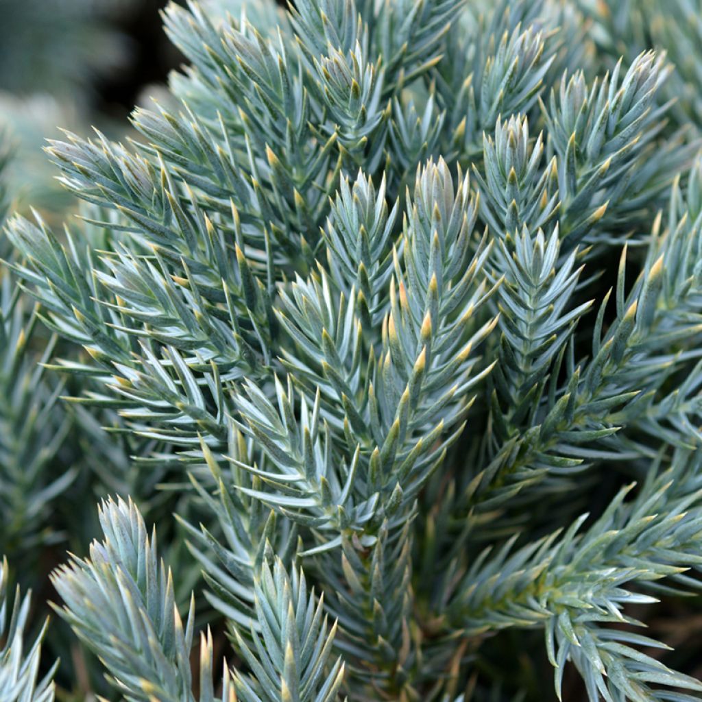 Juniperus squamata Blue Star - Ginepro