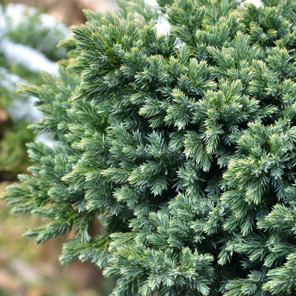 Juniperus squamata Blue Star - Ginepro