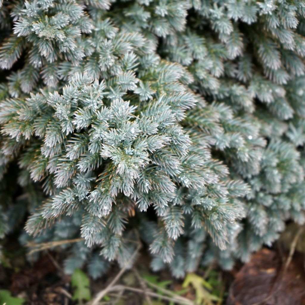 Juniperus squamata Blue Star - Ginepro