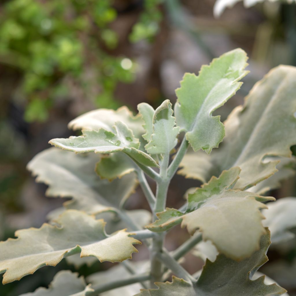 Kalanchoe beharensis Silver Shadow