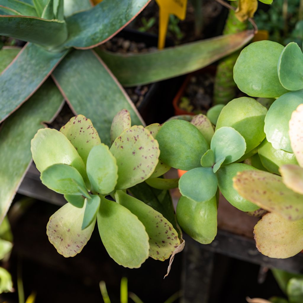 Kalanchoe marmorata