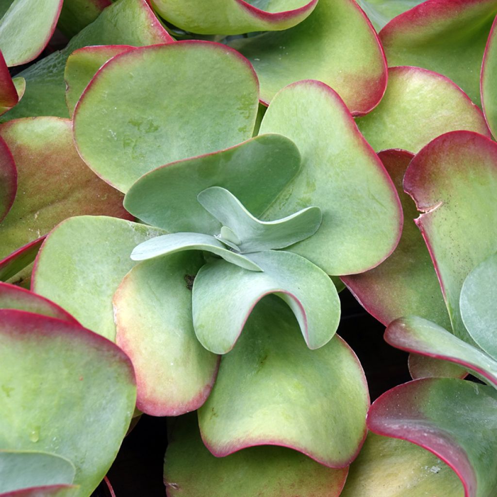 Kalanchoe thyrsiflora