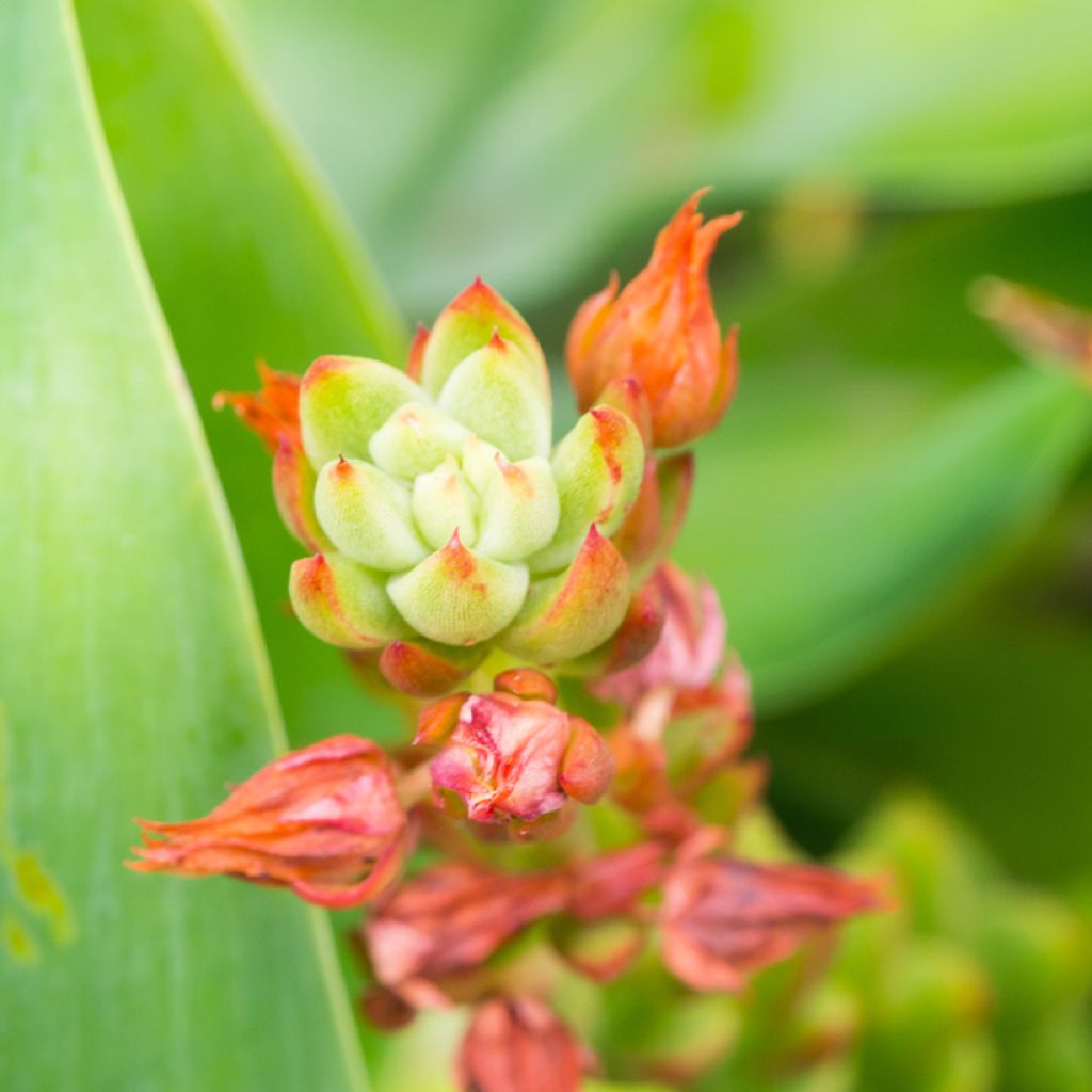 Kalanchoe thyrsiflora