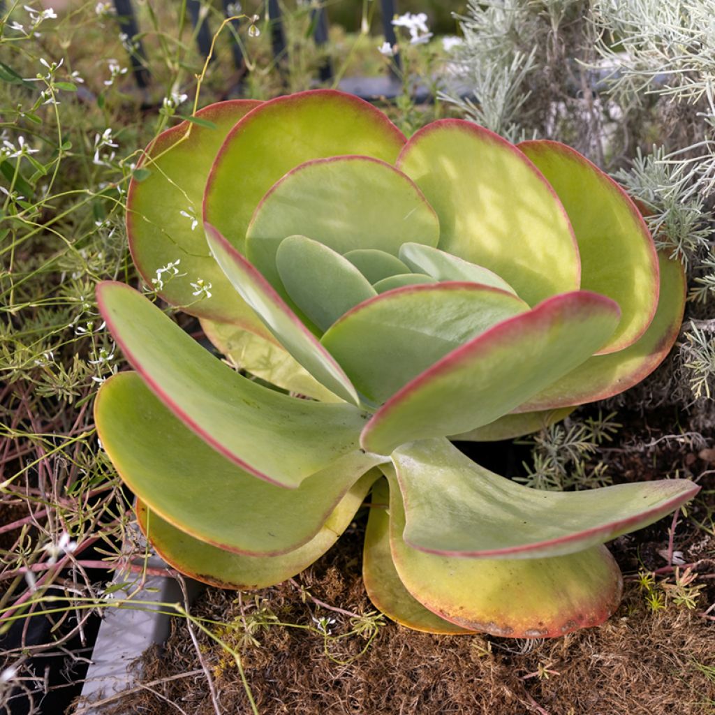 Kalanchoe thyrsiflora
