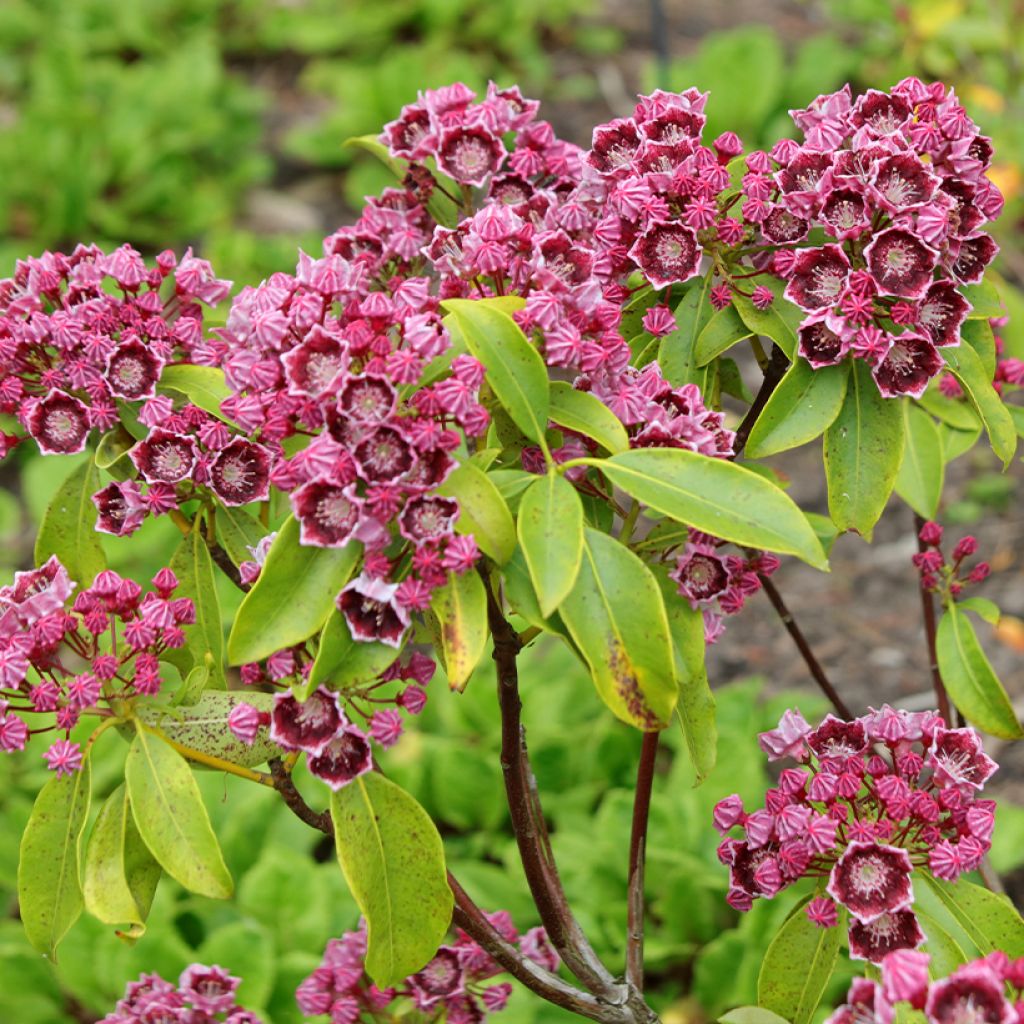 Kalmia latifolia Latchmin - Alloro di montagna