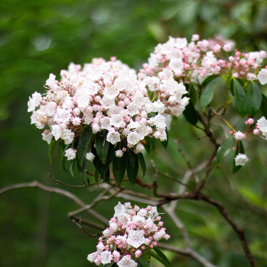 Kalmia latifolia - Alloro di montagna