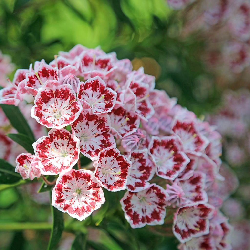 Kalmia latifolia Minuet - Alloro di montagna