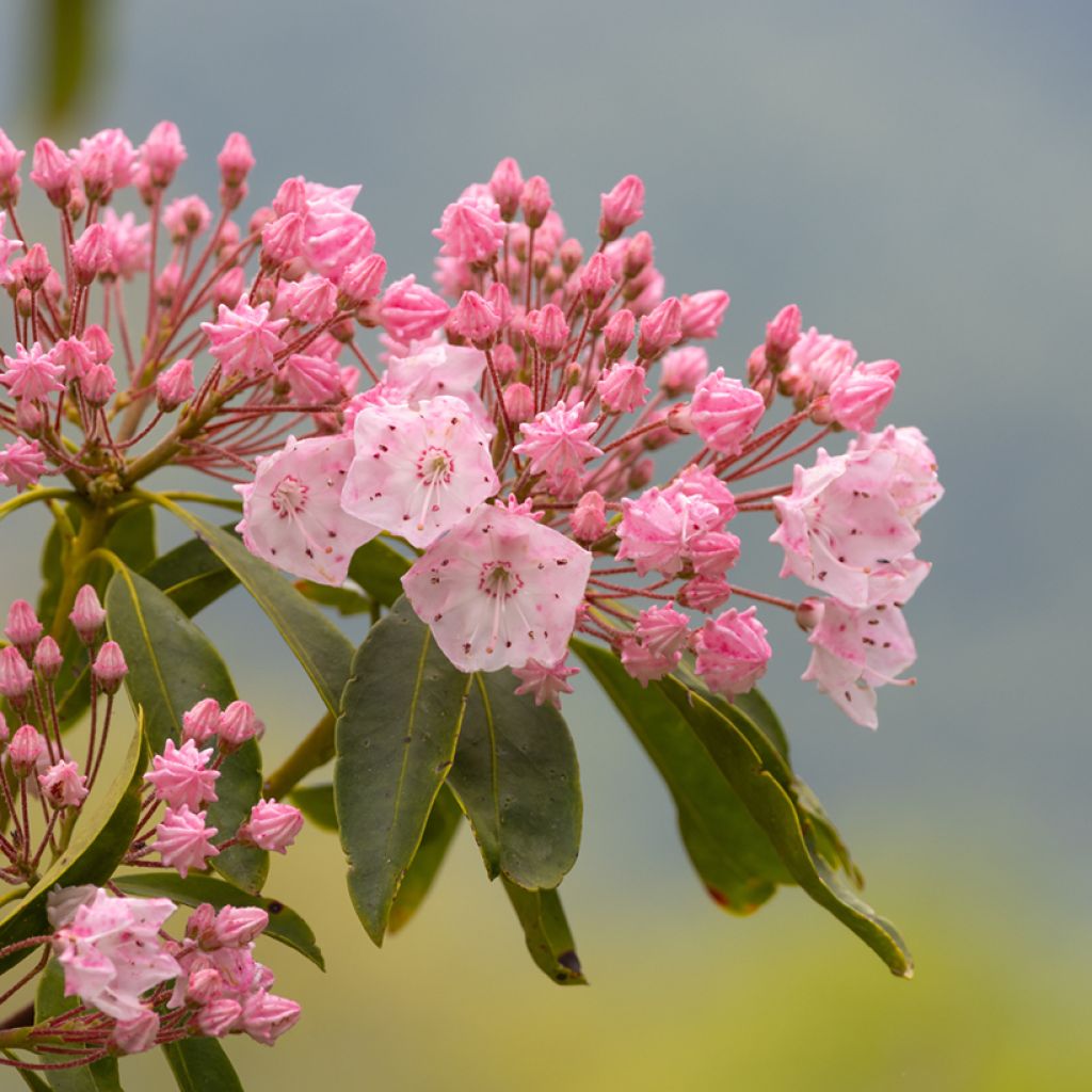 Kalmia latifolia Olympic Fire - Alloro di montagna