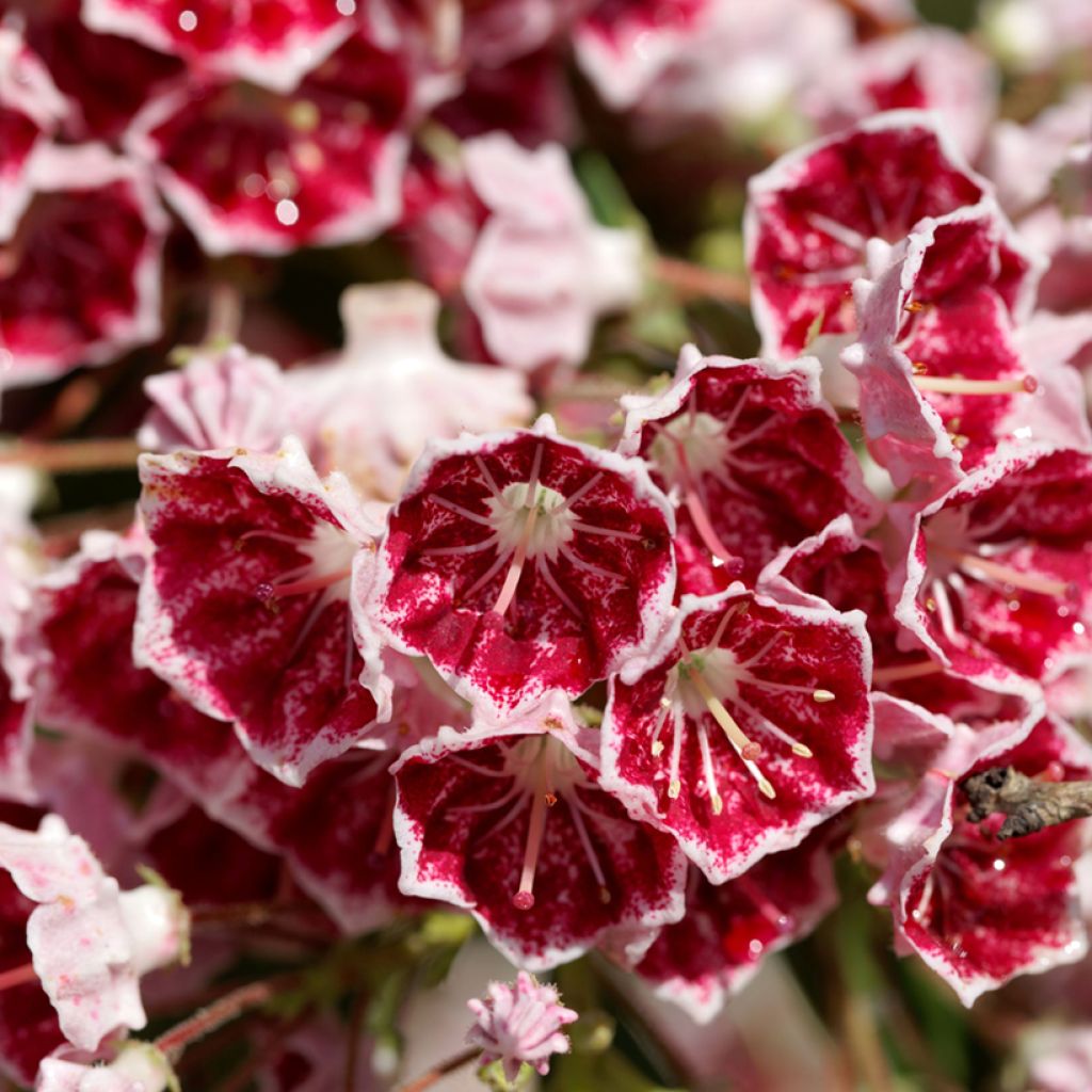 Kalmia latifolia Pinwheel - Alloro di montagna