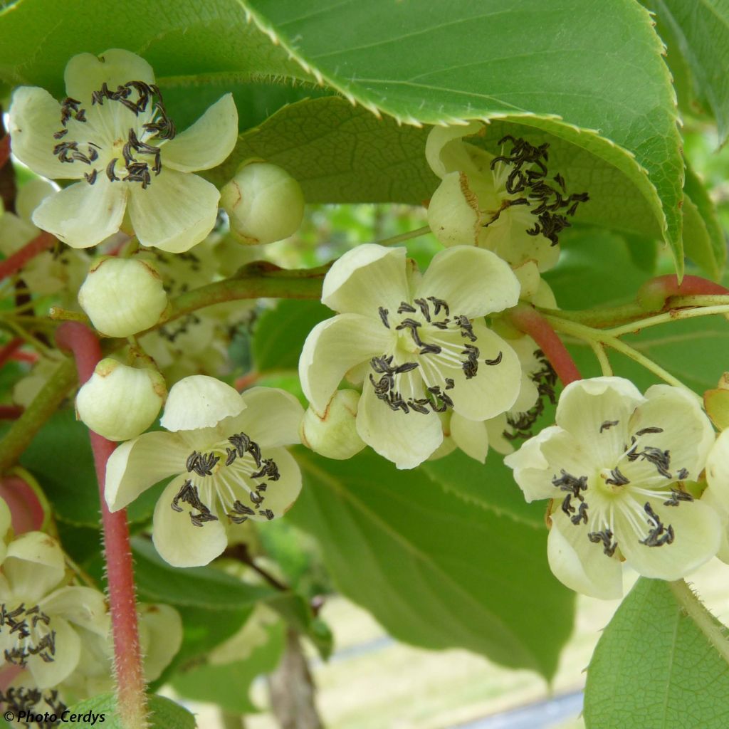 Kiwaï Nostino mâle (Actinidia arguta)