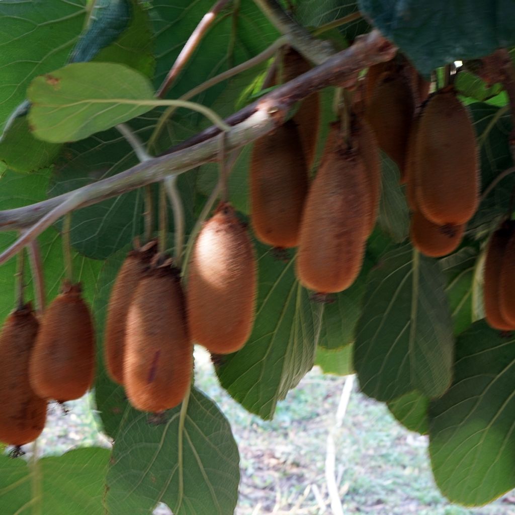 Kiwi Actinidia chinensis Bruno (Feminna)