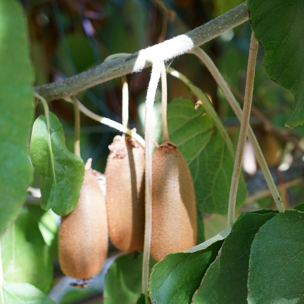 Kiwi Actinidia chinensis Bruno (Feminna)
