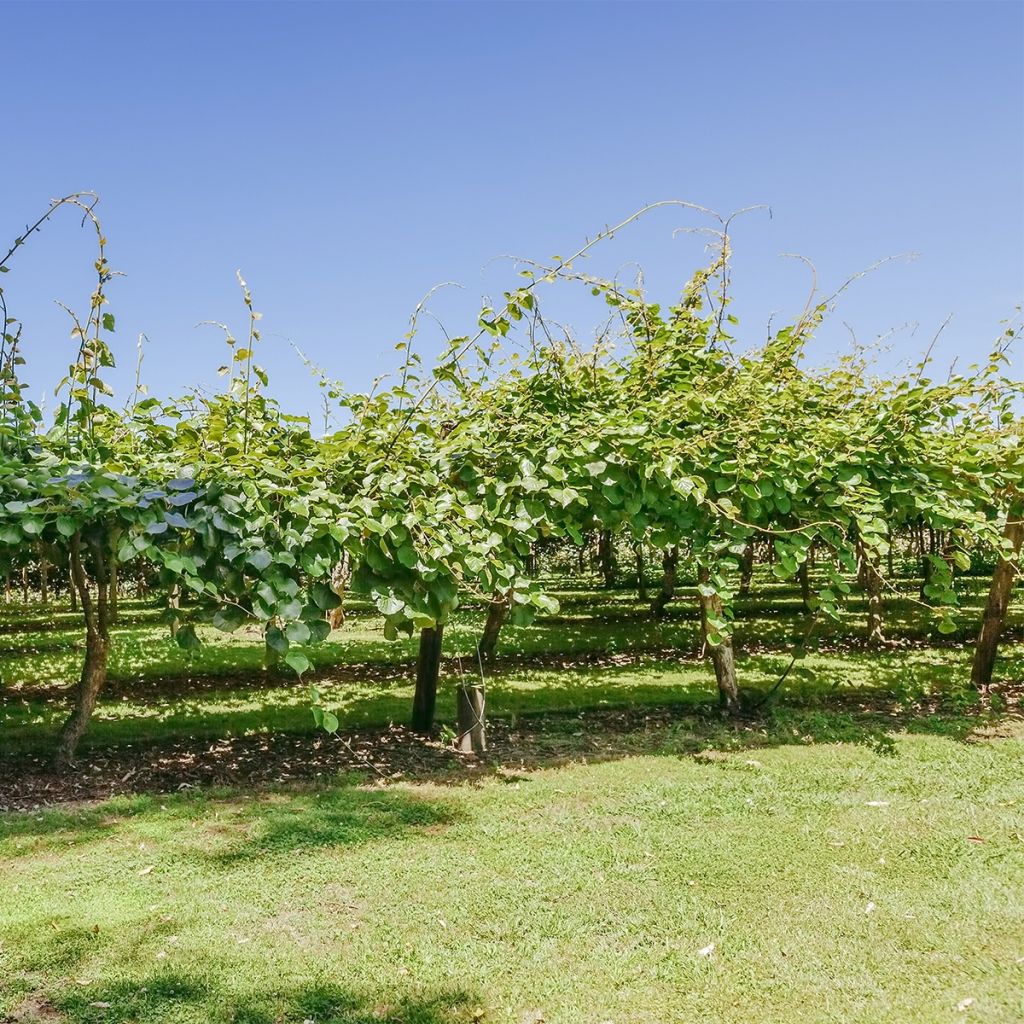 Kiwi Actinidia deliciosa Montcap