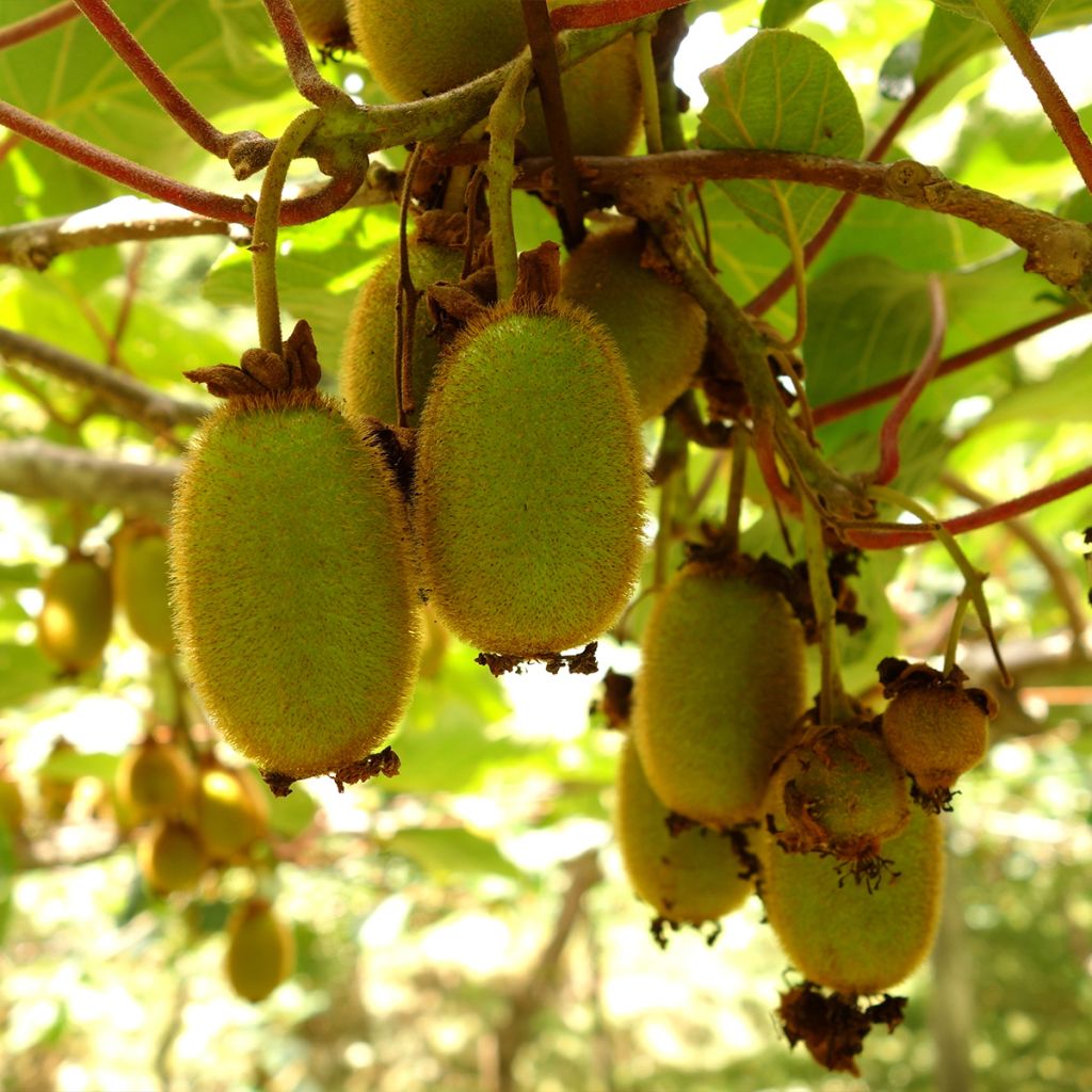 Kiwi Actinidia deliciosa Boskoop