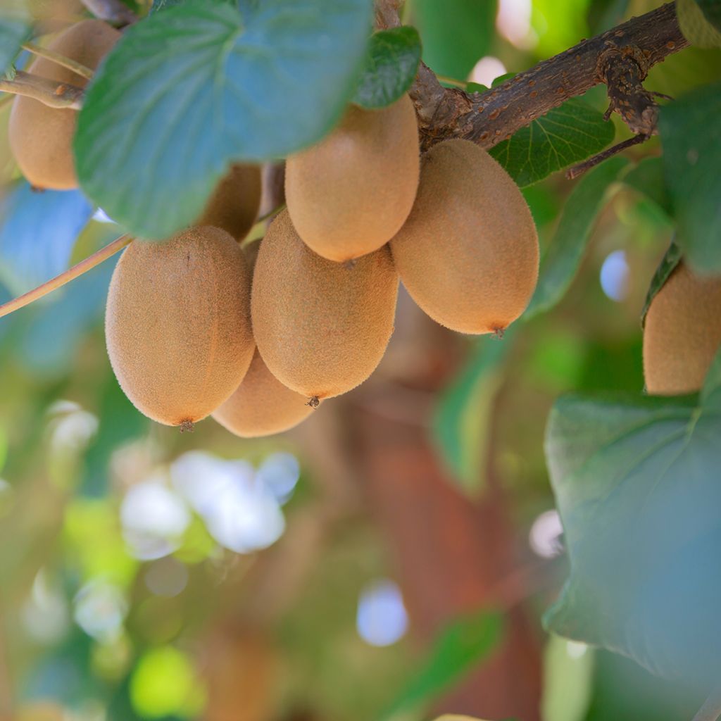 Kiwi Actinidia deliciosa Morning Star (Feminna)