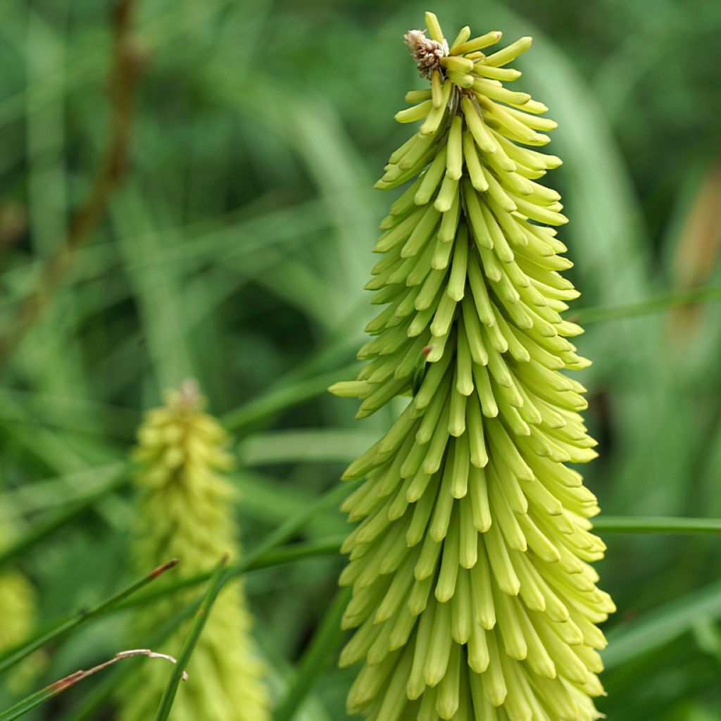 Kniphofia Green Jade - Giglio della torcia