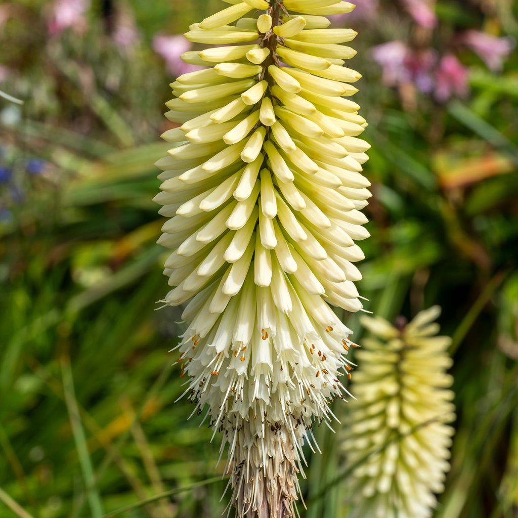 Kniphofia Ice Queen - Giglio della torcia
