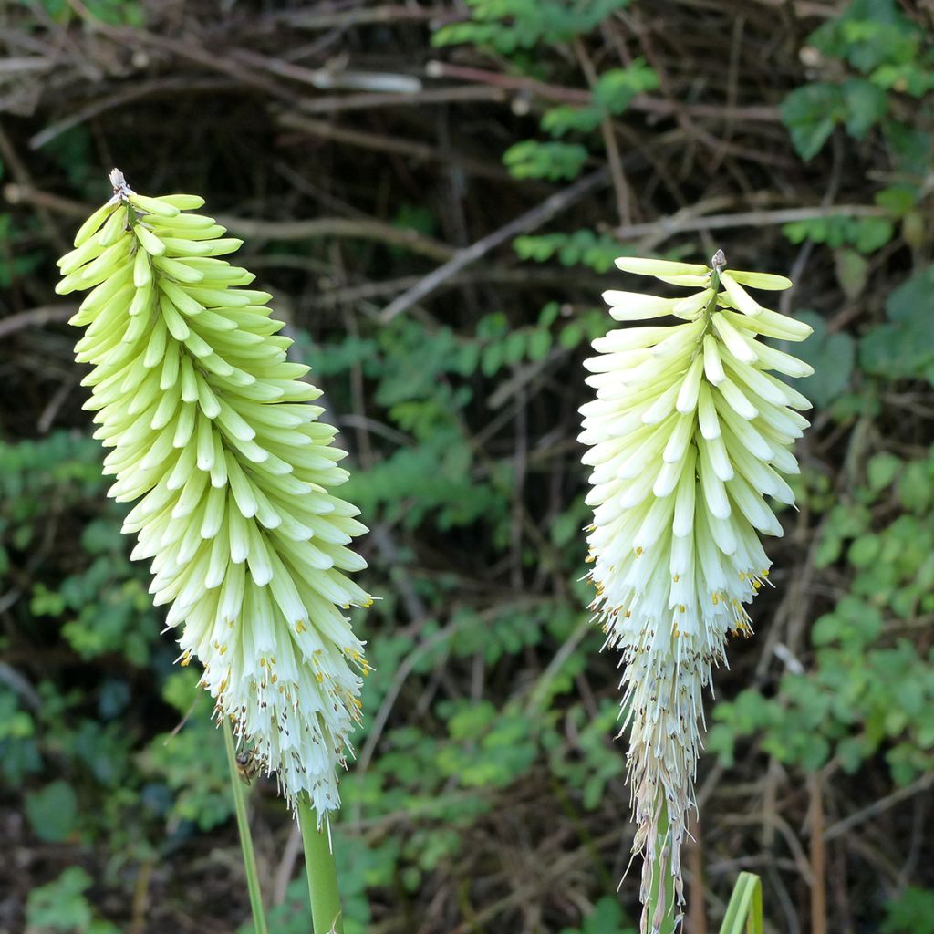 Kniphofia Ice Queen - Giglio della torcia