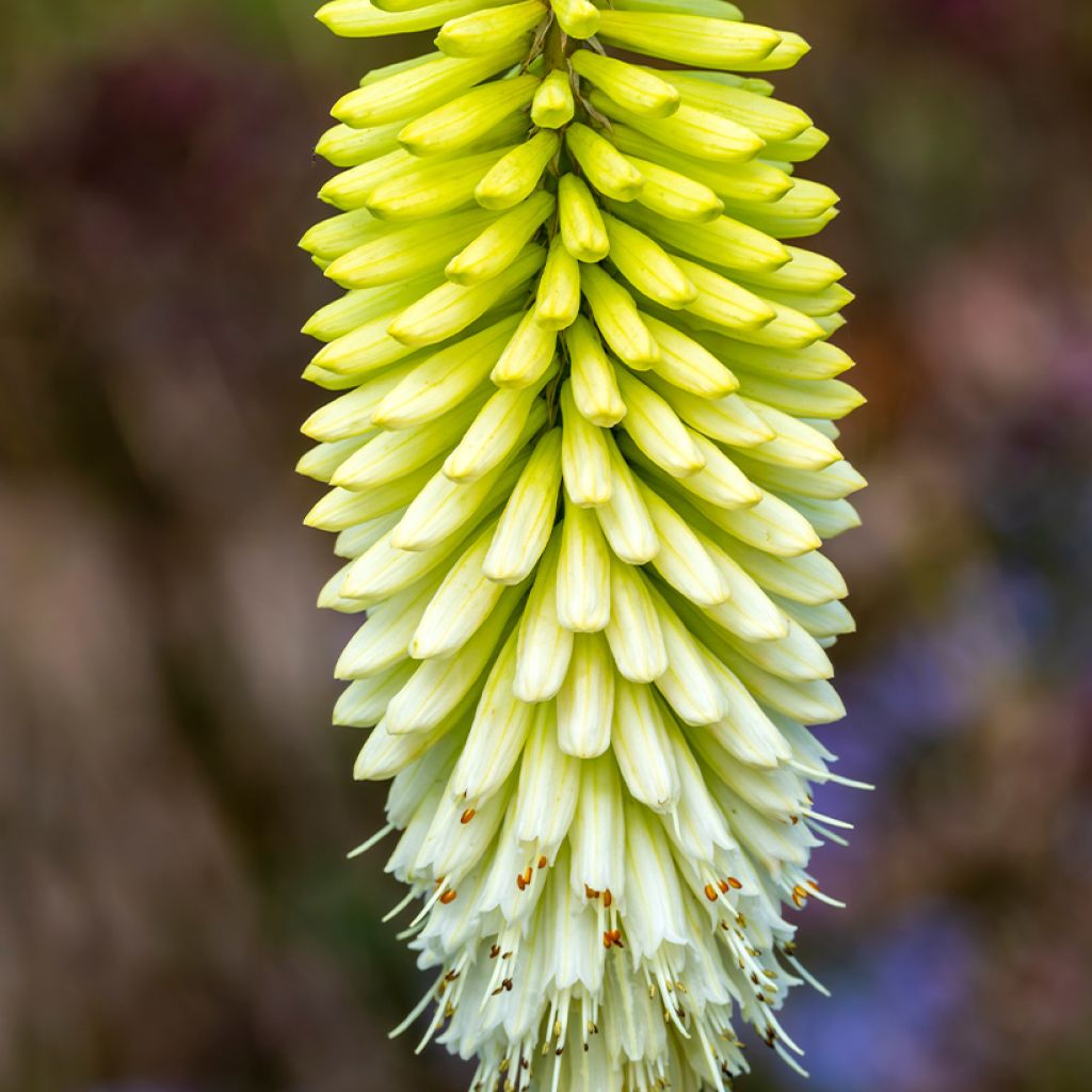 Kniphofia Ice Queen - Giglio della torcia