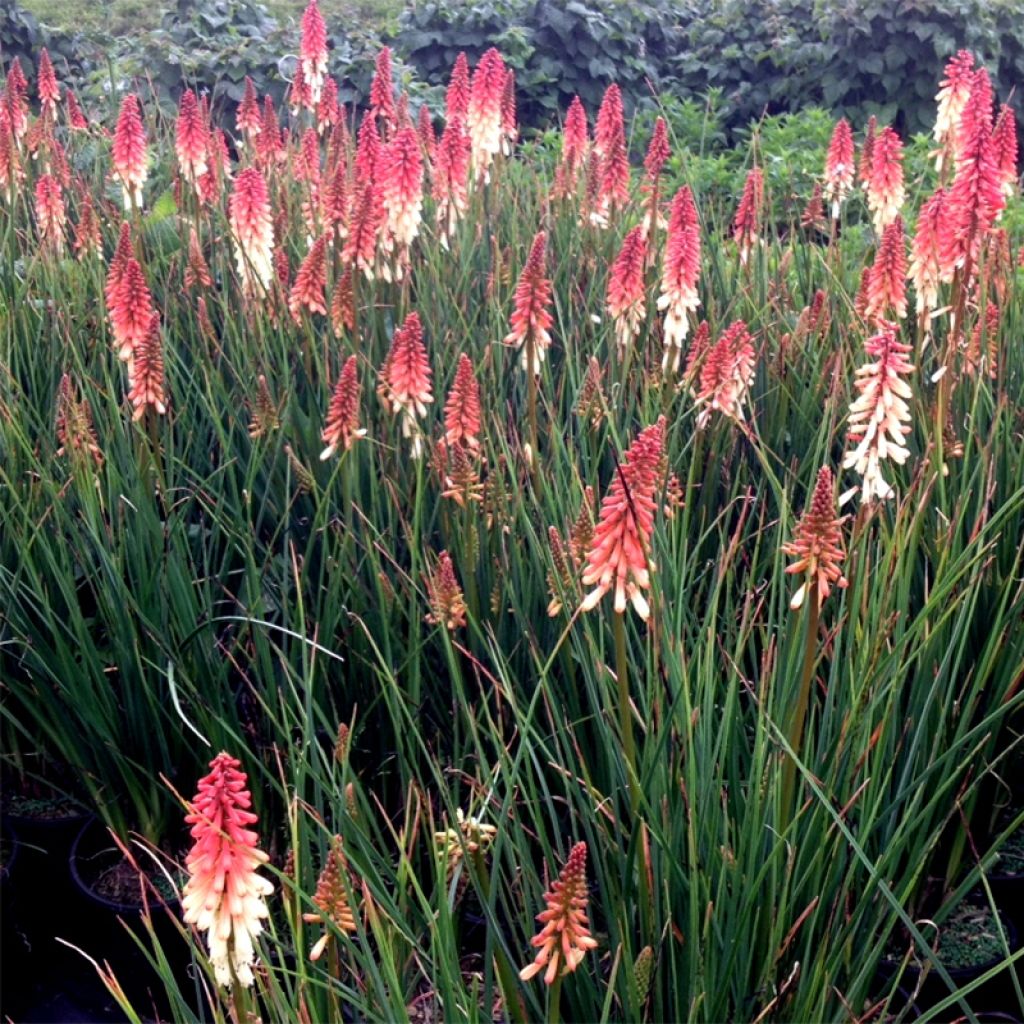 Kniphofia uvaria Orange Vanilla Popsicle - Giglio della torcia
