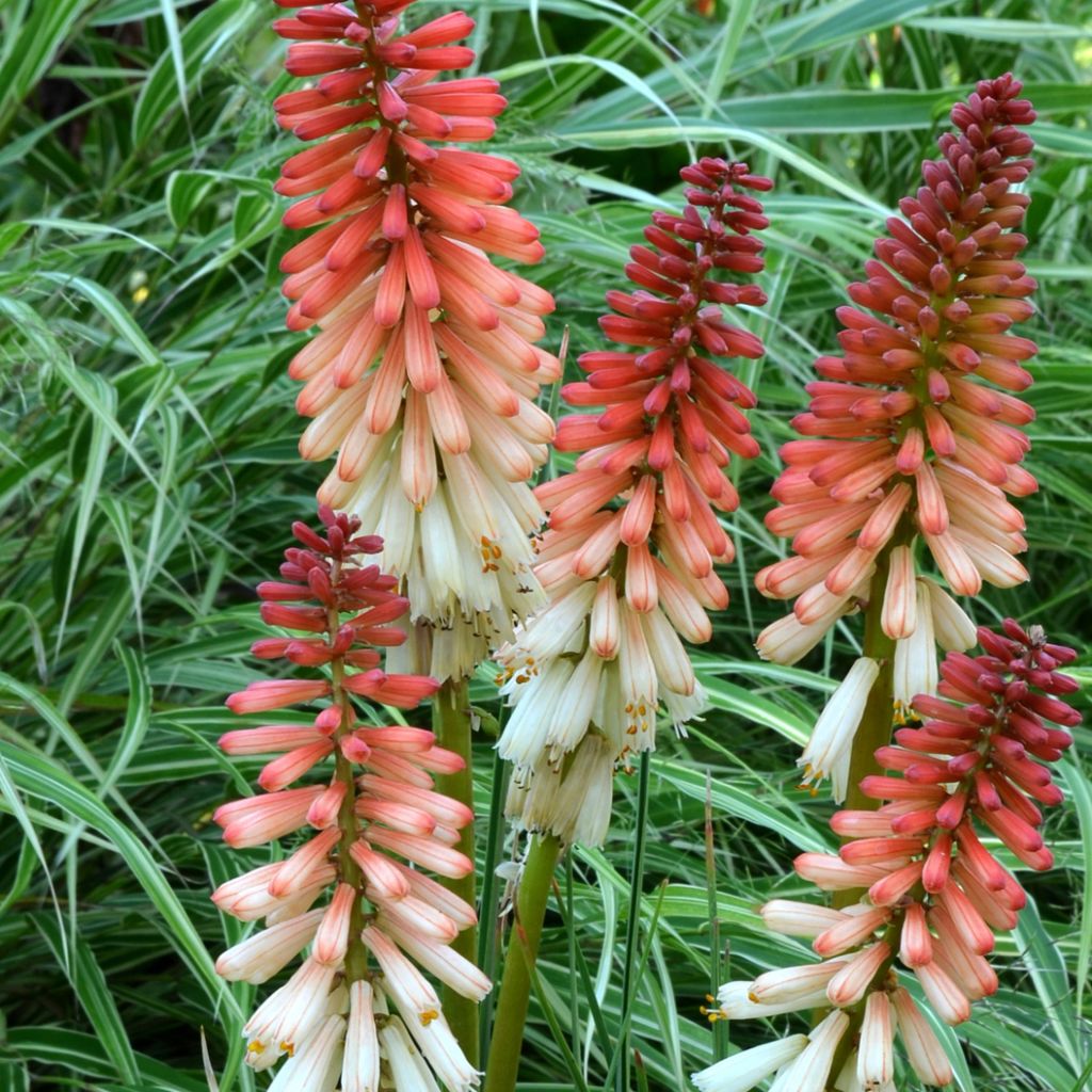 Kniphofia uvaria Orange Vanilla Popsicle - Giglio della torcia