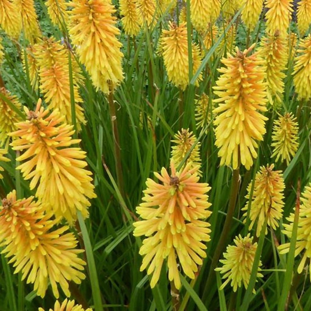Kniphofia Wrexham Buttercup - Giglio della torcia