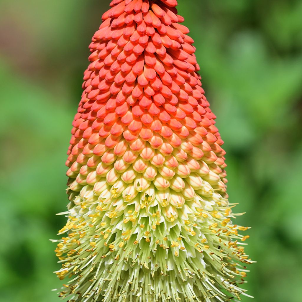 Kniphofia northiae - Giglio della torcia