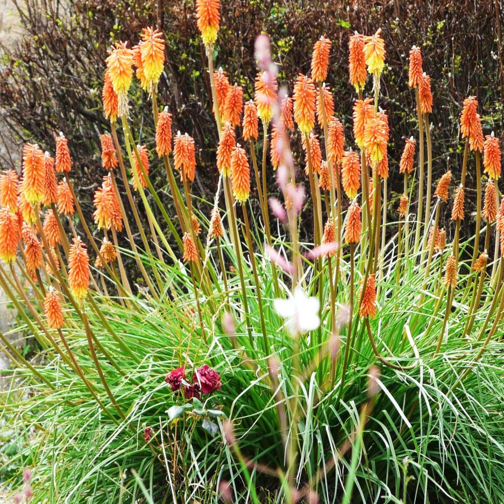 Kniphofia uvaria - Giglio della torcia