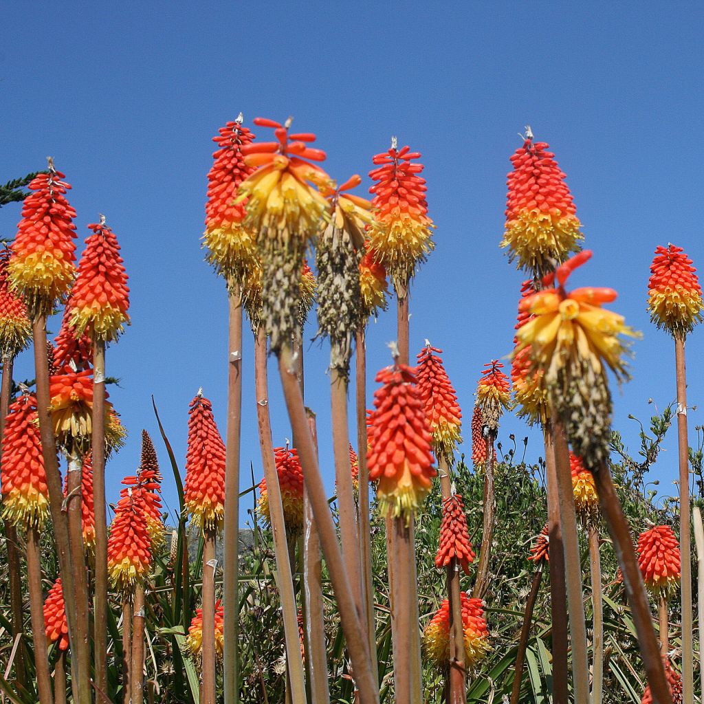 Kniphofia uvaria - Giglio della torcia