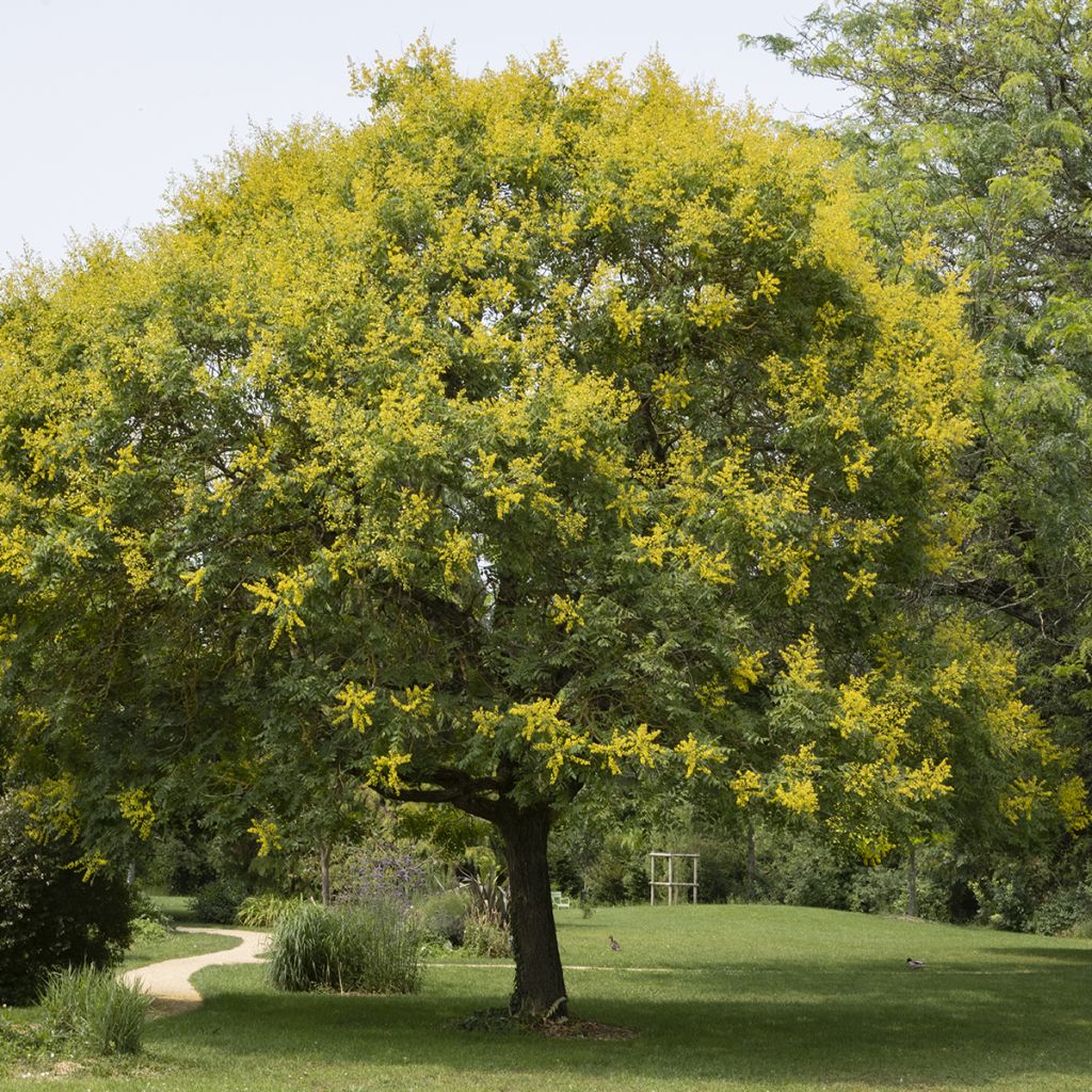 Koelreuteria paniculata - Albero della pioggia dorata