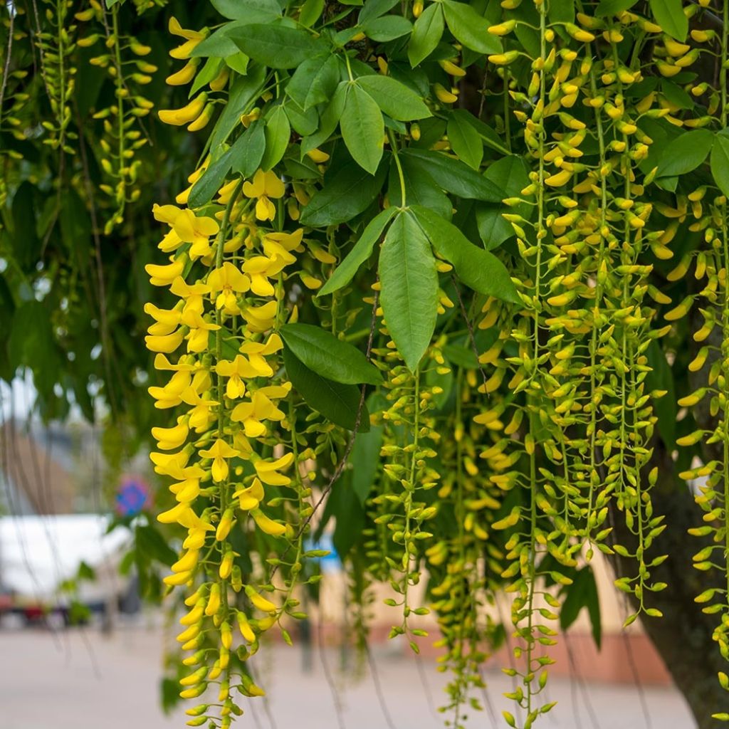 Laburnum alpinum Pendulum