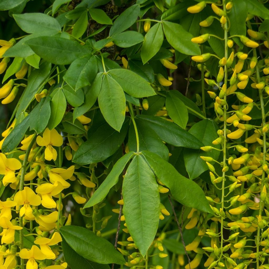 Laburnum alpinum Pendulum