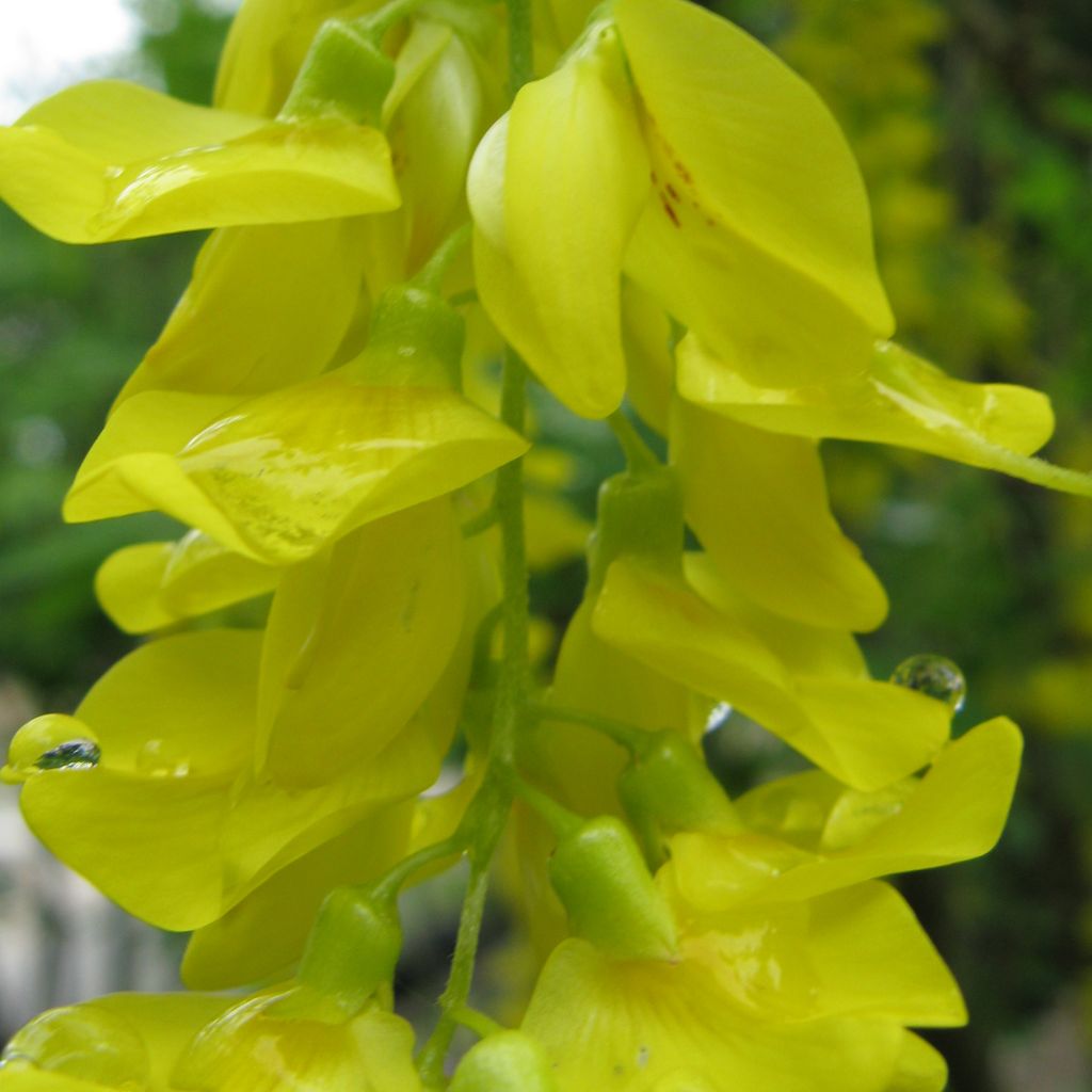 Laburnum anagyroides - Maggiociondolo comune