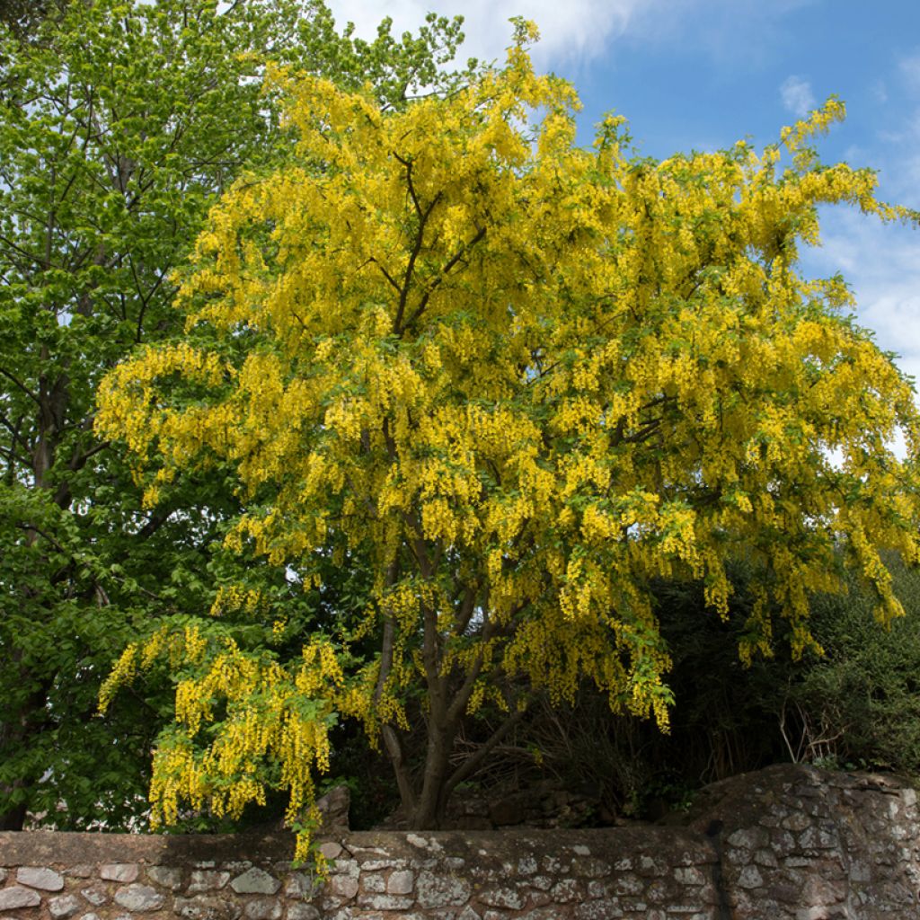 Laburnum anagyroides - Maggiociondolo comune