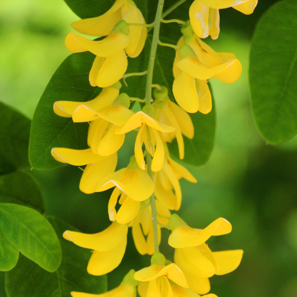 Laburnum anagyroides - Maggiociondolo comune