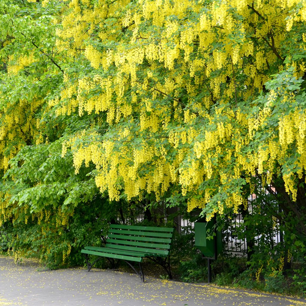 Laburnum anagyroides - Maggiociondolo comune