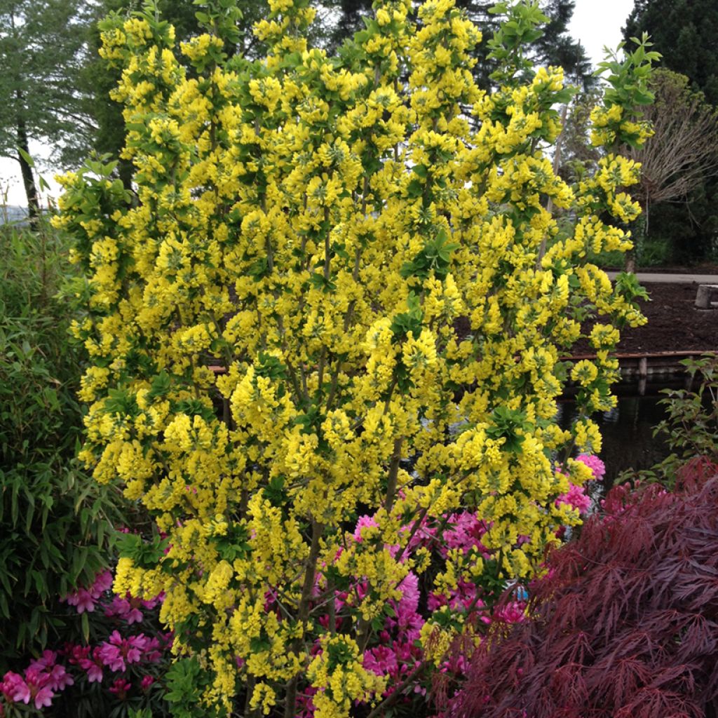 Laburnum anagyroides Sunspire - Maggiociondolo comune