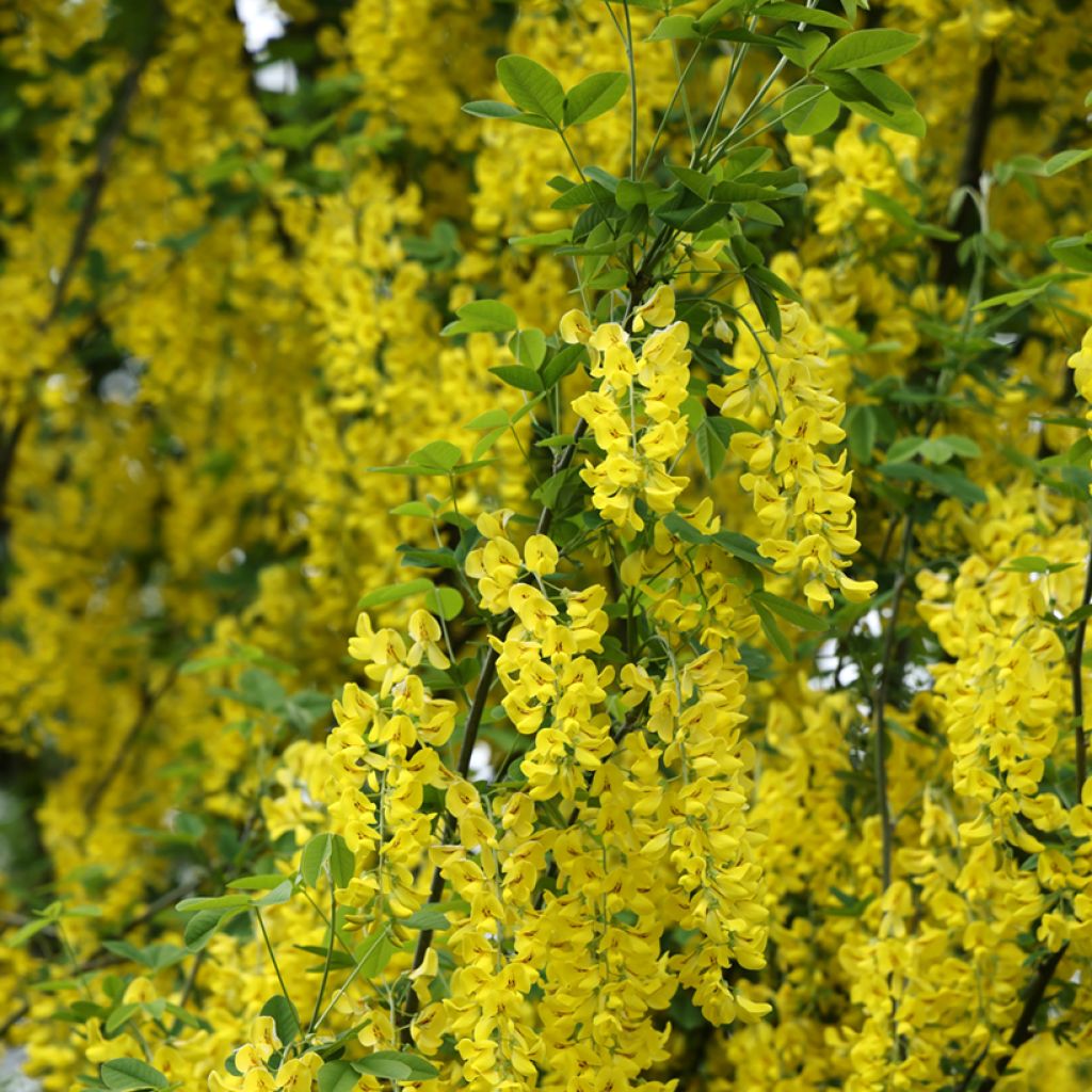 Laburnum anagyroides Yellow Rocket - Maggiociondolo comune