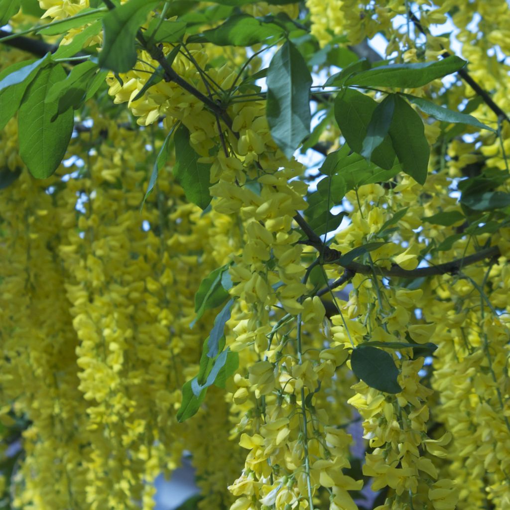 Laburnum watereri Vossii - Maggiociondolo