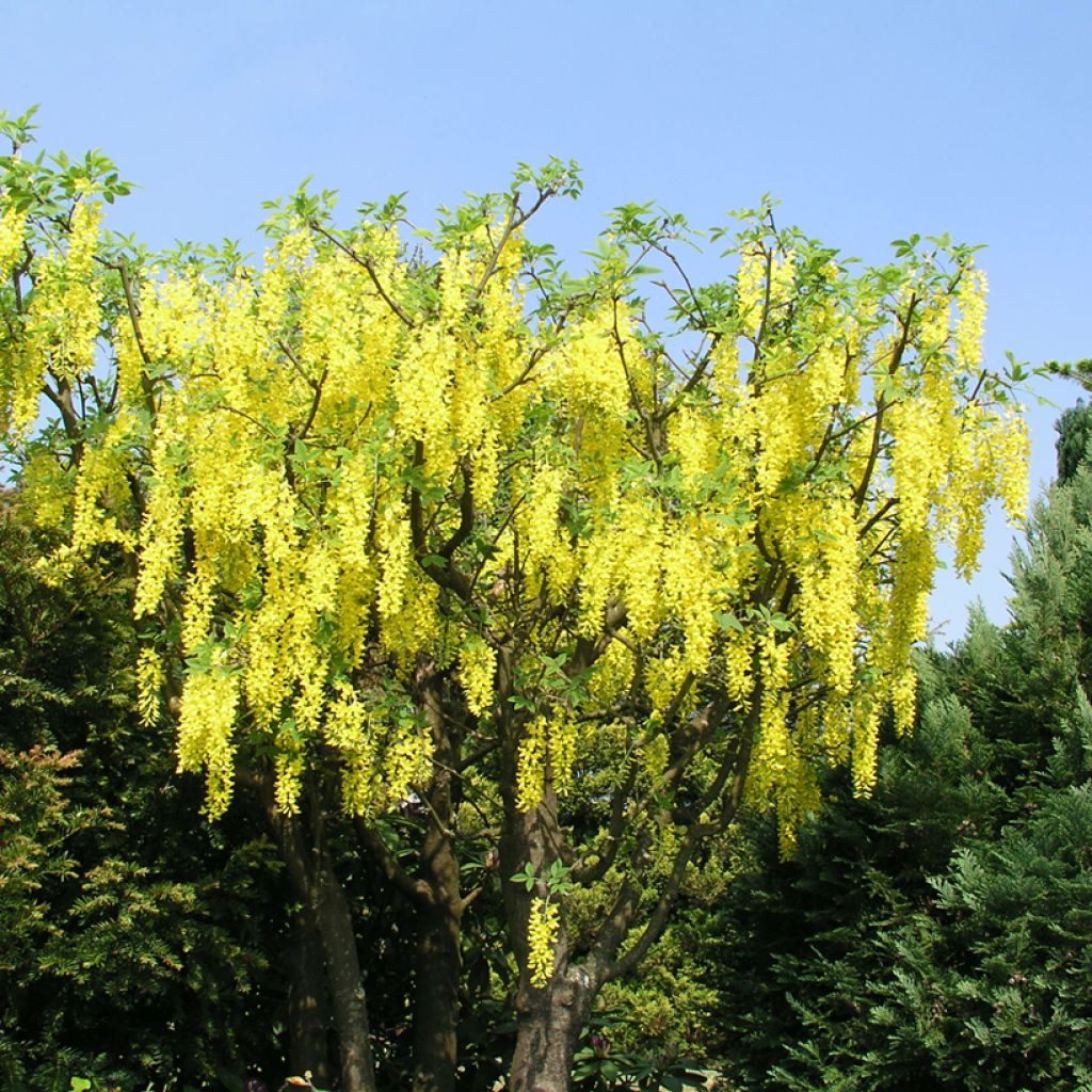 Laburnum watereri Vossii - Maggiociondolo