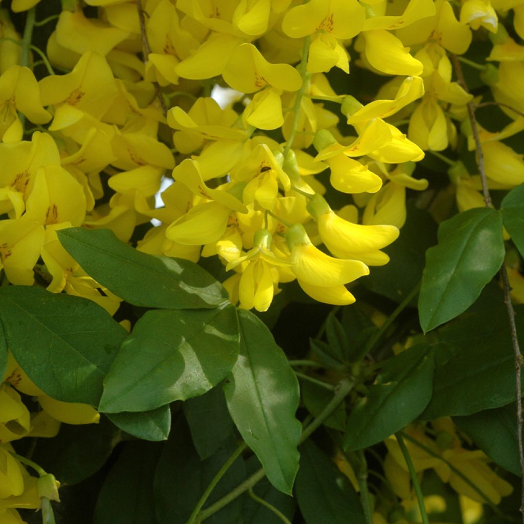 Laburnum watereri Vossii - Maggiociondolo