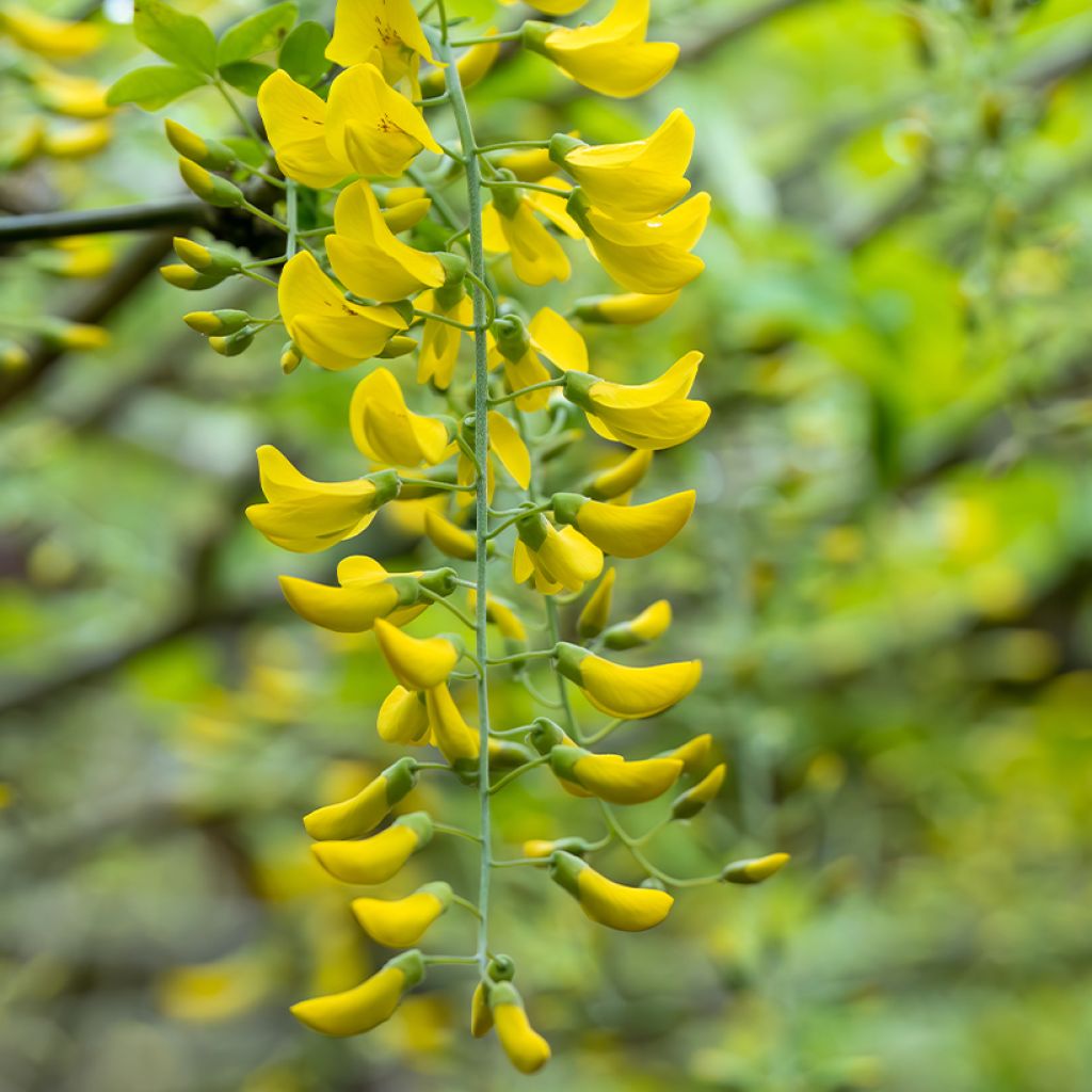 Laburnum watereri Vossii - Maggiociondolo