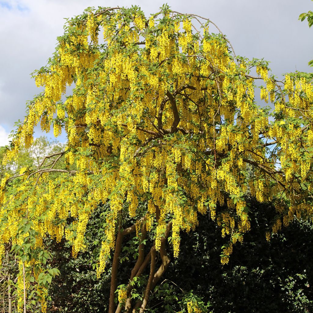 Laburnum anagyroides (semi) - Maggiociondolo comune
