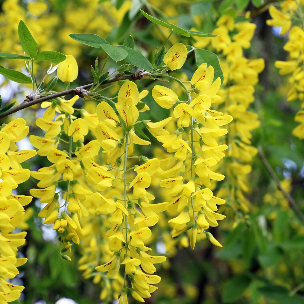 Laburnum anagyroides (semi) - Maggiociondolo comune