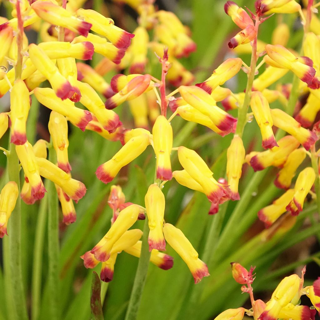 Lachenalia African Beauty Namakwa