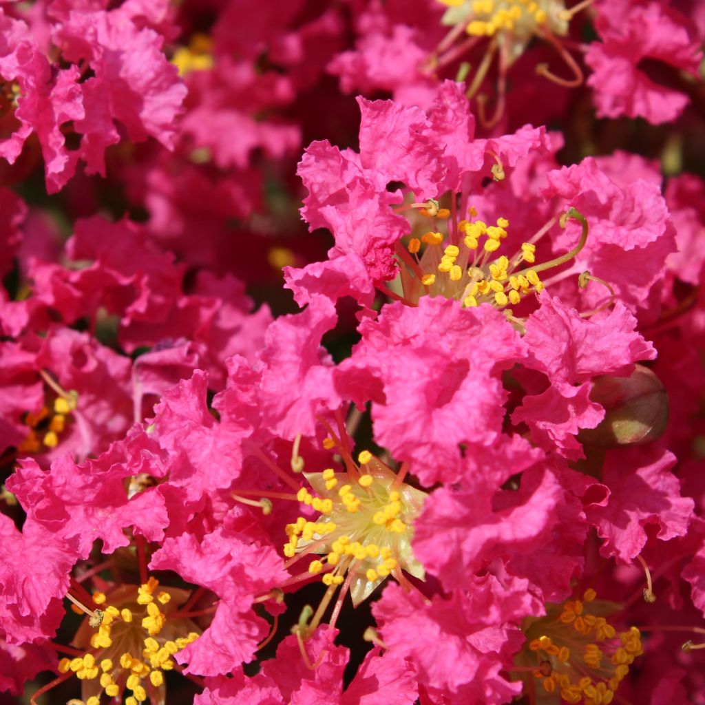 Lagerstroemia Bergerac - Mirto crespo