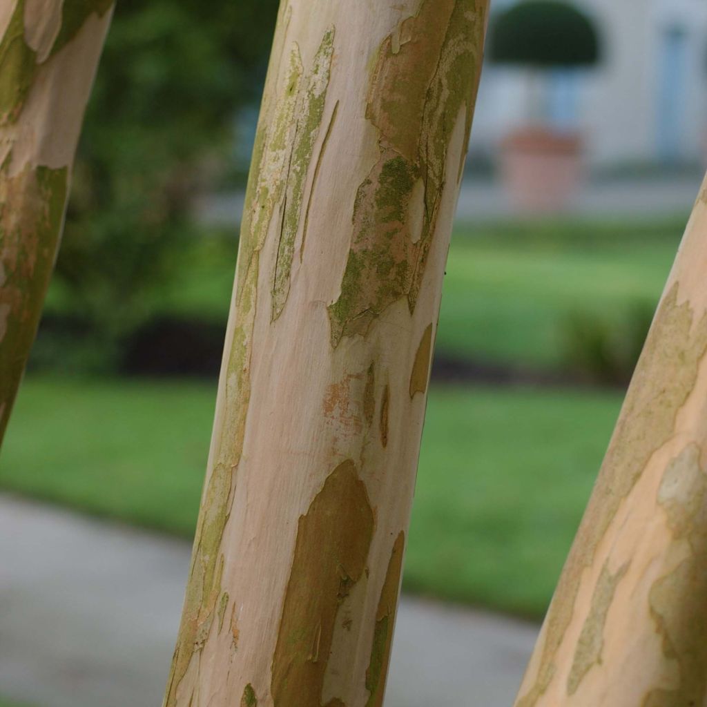 Lagerstroemia Berlingot Menthe - Mirto crespo