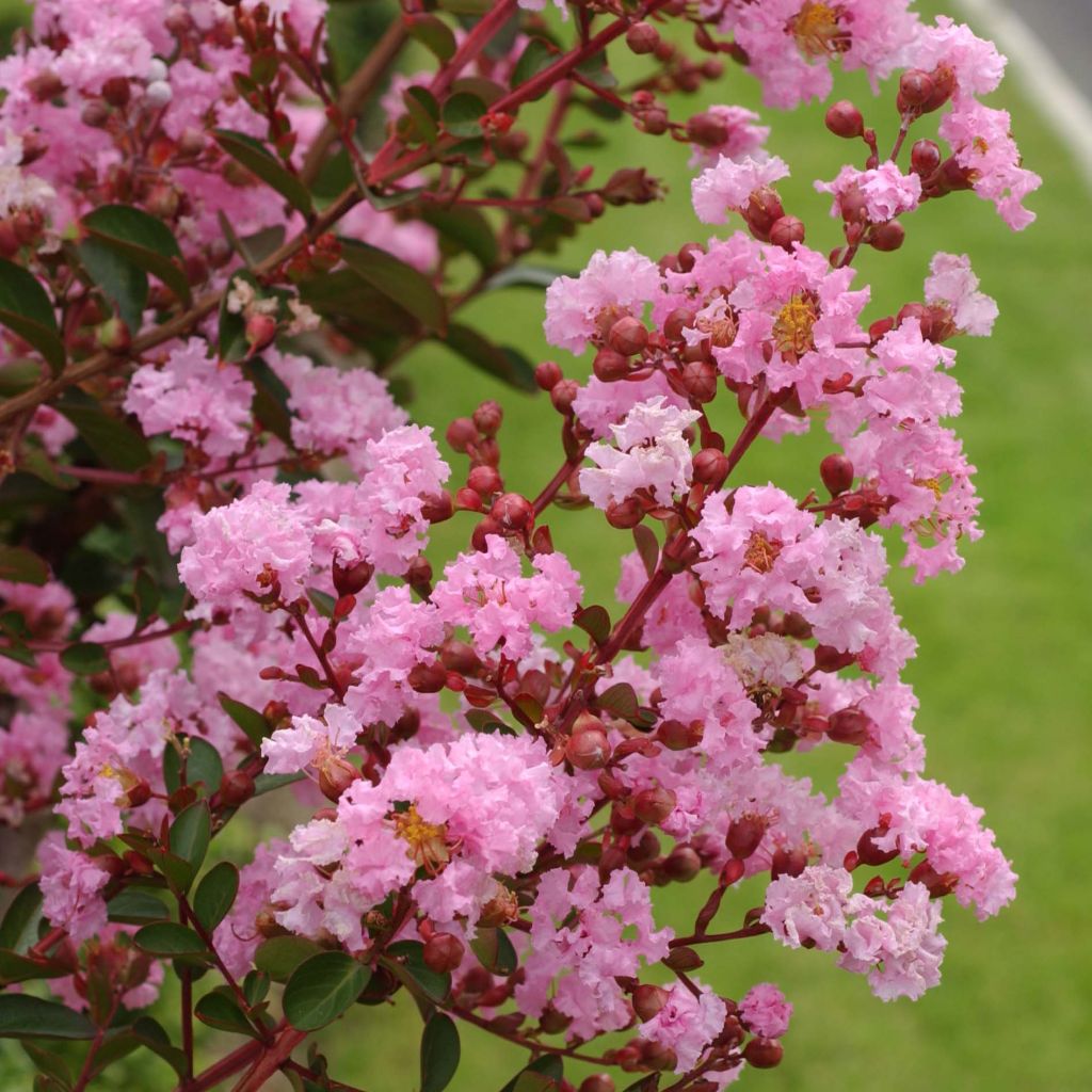 Lagerstroemia Berlingot Menthe - Mirto crespo